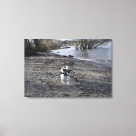 Capo von Oppenheim, Jack Russell Terrier Dog Leinwanddruck