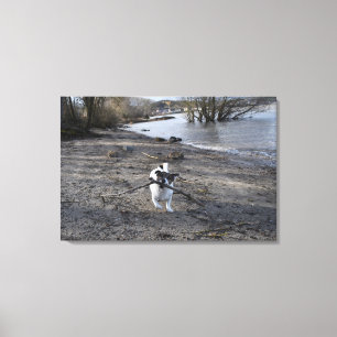 Capo von Oppenheim, Jack Russell Terrier Dog Leinwanddruck