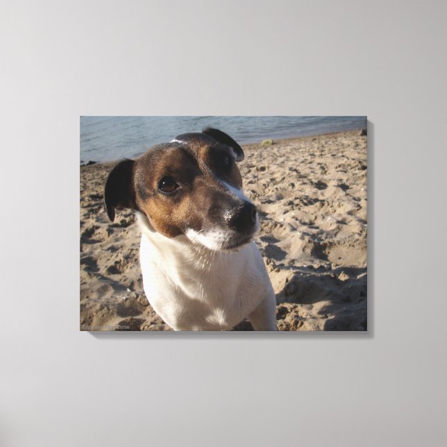 Capo von Oppenheim, Jack Russell Terrier, Dog Leinwanddruck (Vorderseite)