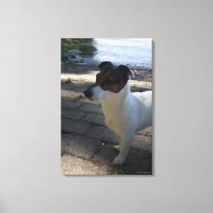 Capo von Oppenheim, Jack Russell Terrier, Dog Leinwanddruck
