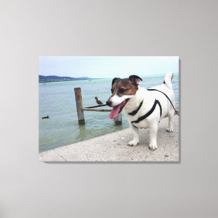 Capo von Oppenheim, Jack Russell Terrier Dog Leinwanddruck