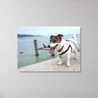 Capo von Oppenheim, Jack Russell Terrier Dog