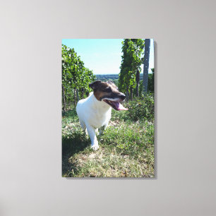 Capo von Oppenheim, Jack Russell Terrier, Dog Leinwanddruck