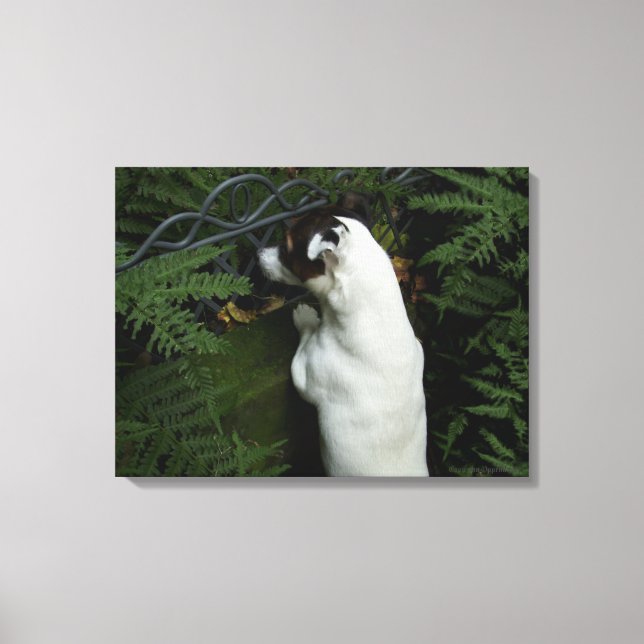 Capo von Oppenheim, Jack Russell Terrier Dog Leinwanddruck (Vorderseite)