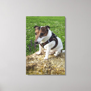 Capo von Oppenheim, Jack Russell Terrier, Dog Leinwanddruck