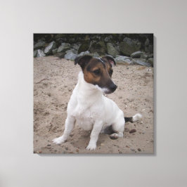 Capo von Oppenheim, Jack Russell Terrier, Dog Leinwanddruck