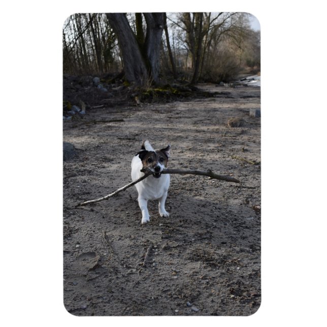 Capo von Oppenheim, Jack Russell Terrier Dog Magnet (Vertikal)