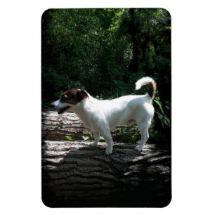 Capo von Oppenheim Jack Russell Terrier, Dog Magnet