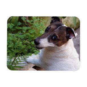 Capo von Oppenheim, Jack Russell Terrier Dog Magnet
