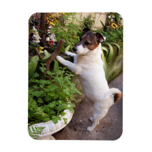 Capo von Oppenheim, Jack Russell Terrier Dog Magnet