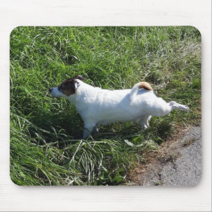 Capo von Oppenheim Jack Russell Terrier, Dog Mousepad