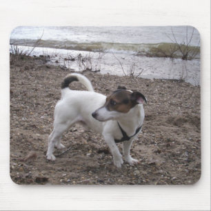 Capo von Oppenheim Jack Russell Terrier, Dog Mousepad