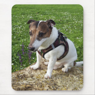 Capo von Oppenheim Jack Russell Terrier, Dog Mousepad