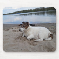 Capo von Oppenheim Jack Russell Terrier, Dog