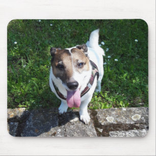 Capo von Oppenheim Jack Russell Terrier, Dog Mousepad