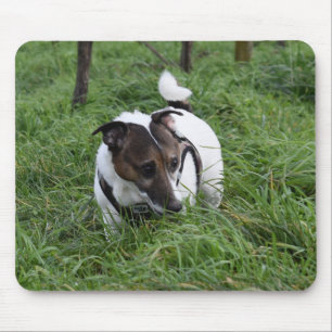 Capo von Oppenheim Jack Russell Terrier, Dog Mousepad