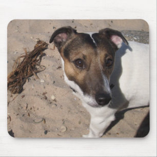 Capo von Oppenheim Jack Russell Terrier, Dog Mousepad