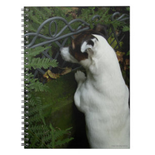 Capo von Oppenheim Jack Russell Terrier, Dog Notizblock