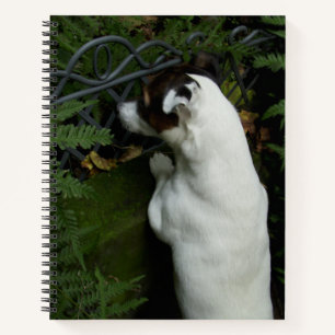 Capo von Oppenheim Jack Russell Terrier, Dog Notizbuch