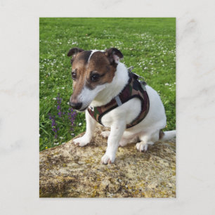 Capo von Oppenheim, Jack Russell Terrier Dog Postc Postkarte