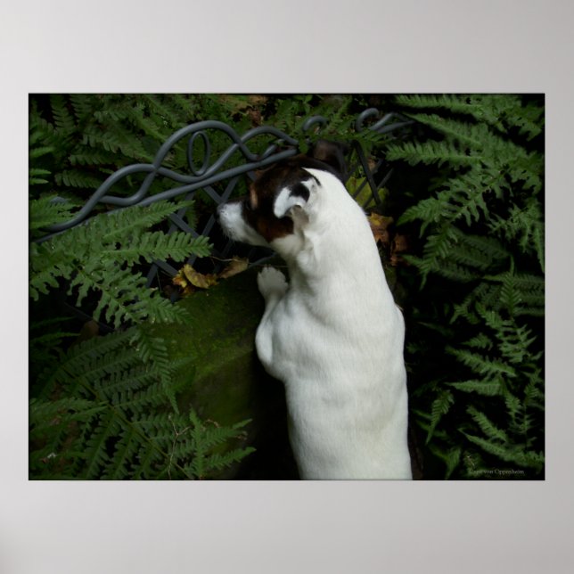 Capo von Oppenheim, Jack Russell Terrier dog Poster (Vorne)