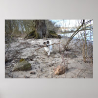 Capo von Oppenheim, Jack Russell Terrier Dog