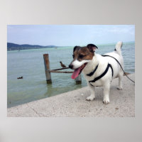 Capo von Oppenheim, Jack Russell Terrier Dog