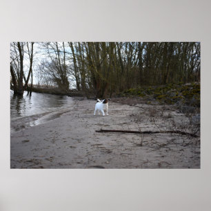 Capo von Oppenheim, Jack Russell Terrier Dog Poster