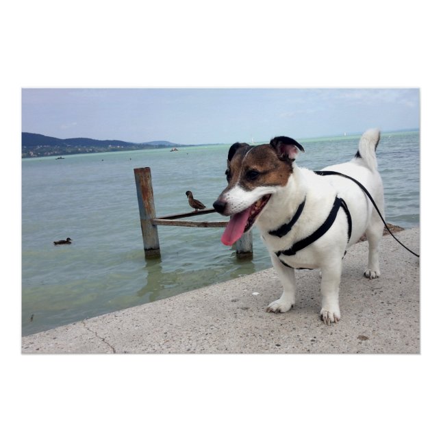 Capo von Oppenheim, Jack Russell Terrier Dog Poster (Vorderseite)
