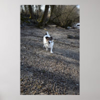 Capo von Oppenheim, Jack Russell Terrier dog