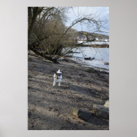 Capo von Oppenheim, Jack Russell Terrier dog