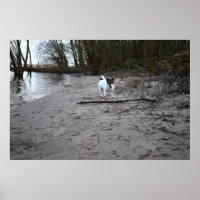 Capo von Oppenheim, Jack Russell Terrier Dog