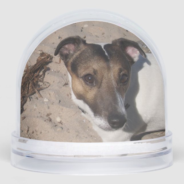 Capo von Oppenheim, Jack Russell Terrier Dog Schneekugeln (Vorderseite)