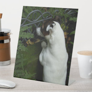 Capo von Oppenheim, Jack Russell Terrier Dog Sockelschild
