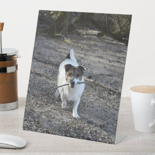 Capo von Oppenheim, Jack Russell Terrier Dog Sockelschild