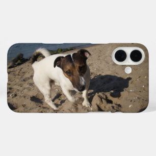 Capo von Oppenheim Jack Russell Terrier, Dog title_seo2