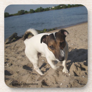 Capo von Oppenheim Jack Russell Terrier, Dog Untersetzer