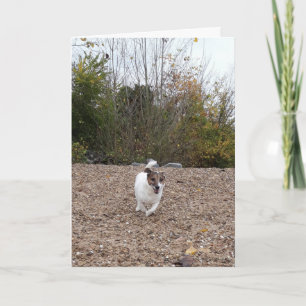 Capo von Oppenheim Jack Russell Terrier, Hund Karte