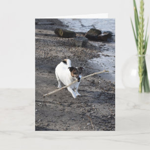 Capo von Oppenheim Jack Russell Terrier, Hund Karte