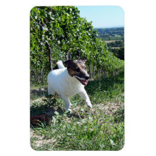 Capo von Oppenheim, Jack Russell Terrier Magnet