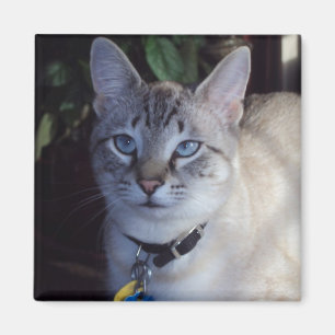 Cappuccino die Katze Magnet