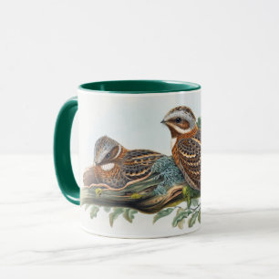 Caprimulgus Ruficollis Tasse