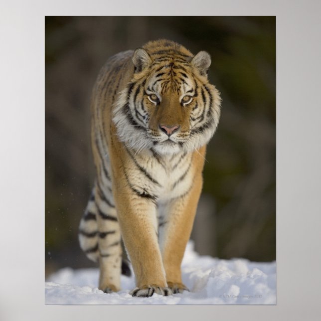 Captive, Duluth, Minnesota, USA Poster (Vorne)