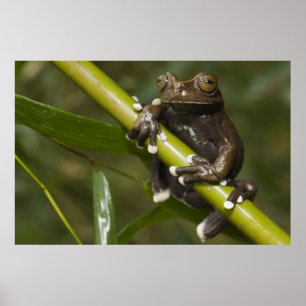 Captive Tapichalaca Tree Frog Hyloscirtus 2 Poster