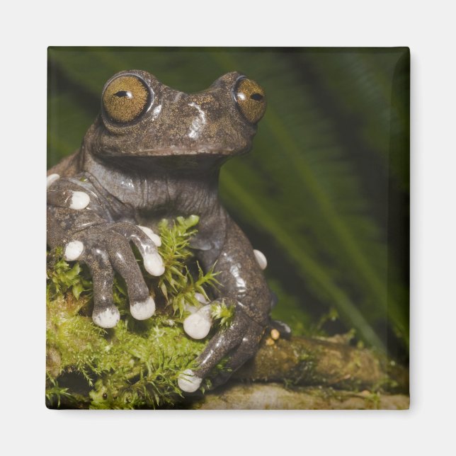 Captive Tapichalaca Tree Frog Hyloscirtus 3 Magnet (Vorne)