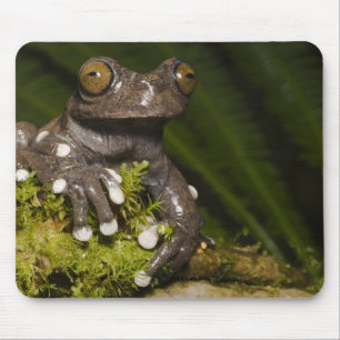 Captive Tapichalaca Tree Frog Hyloscirtus 3 Mousepad