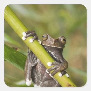 Captive Tapichalaca Tree Frog Hyloscirtus Quadratischer Aufkleber