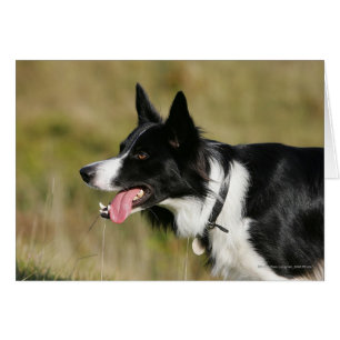 Capture d'écran de la bordure Collie 2