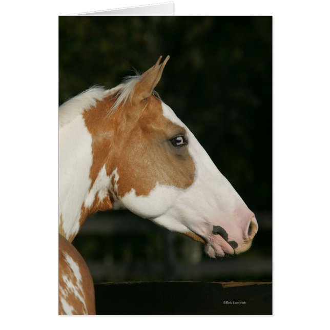 Capture d'écran du Cheval de peinture 2 (Devant)