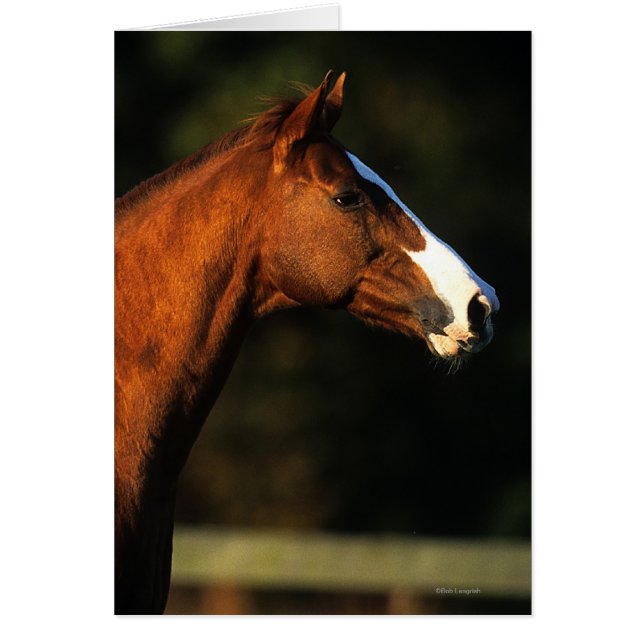 Capture d'écran du cheval Thoroughbred (Devant)